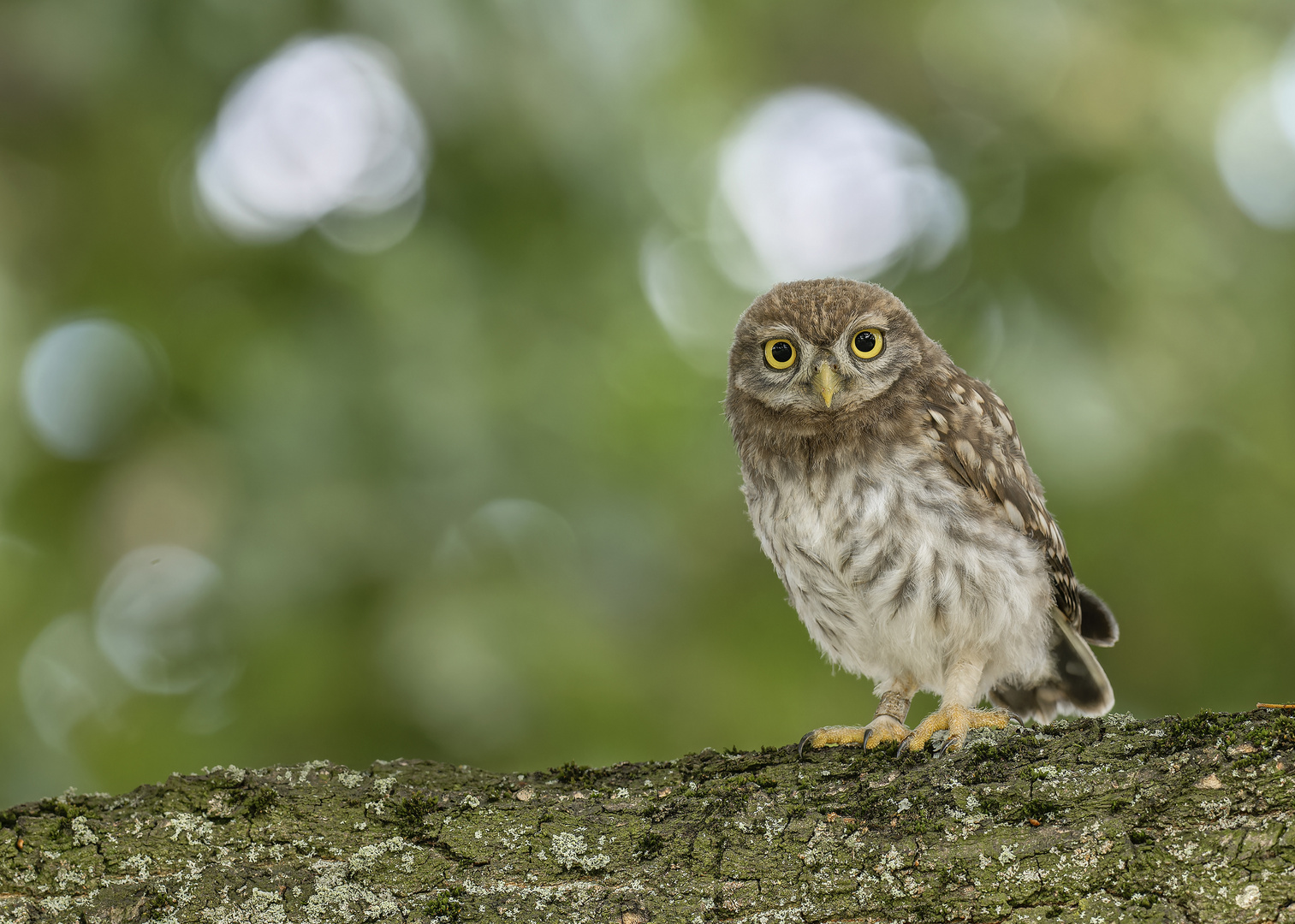 Steinkauz (Athene noctua) 