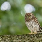 Steinkauz (Athene noctua) 