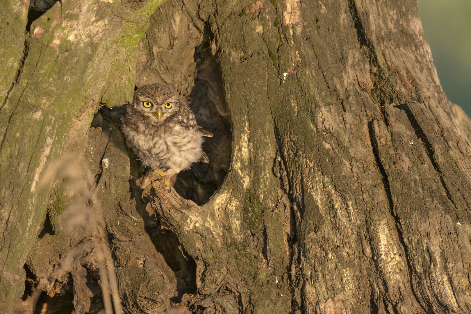 Steinkauz (Athene noctua) 