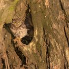 Steinkauz (Athene noctua) 