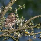 Steinkauz (Athene noctua)