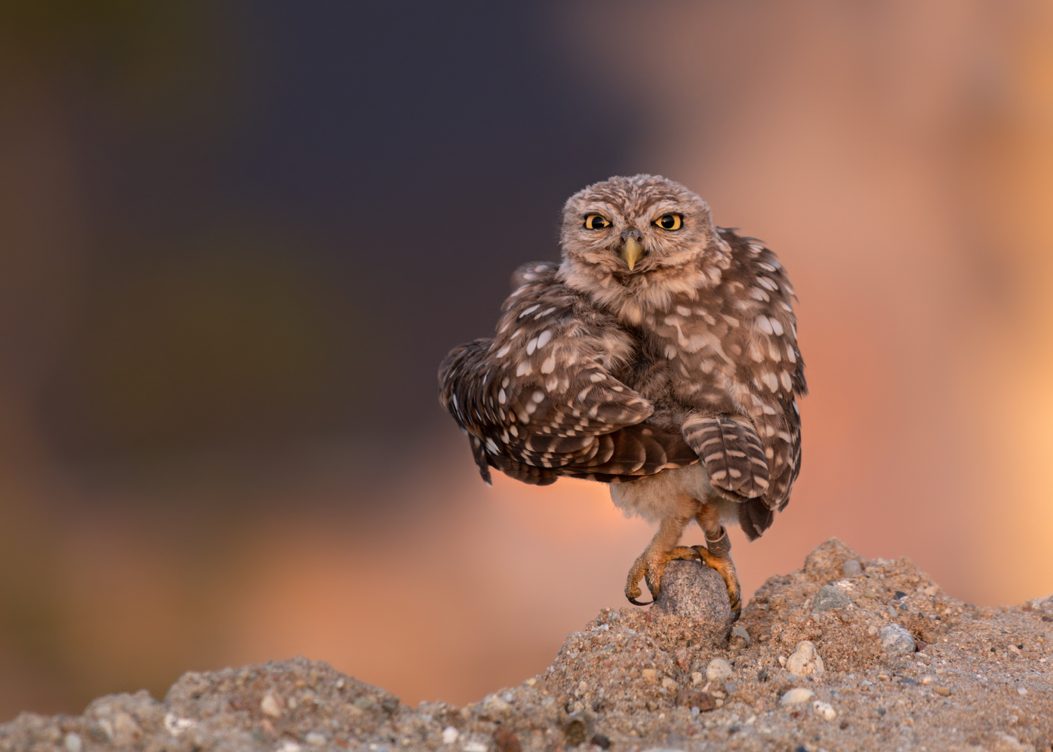 Steinkauz (Athene noctua)