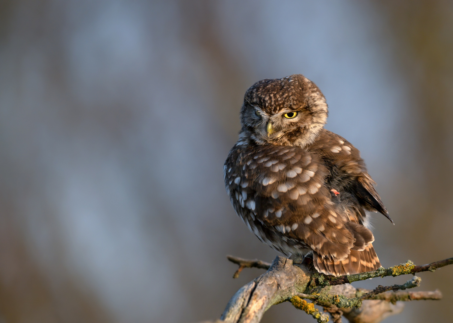 Steinkauz (Athene noctua)