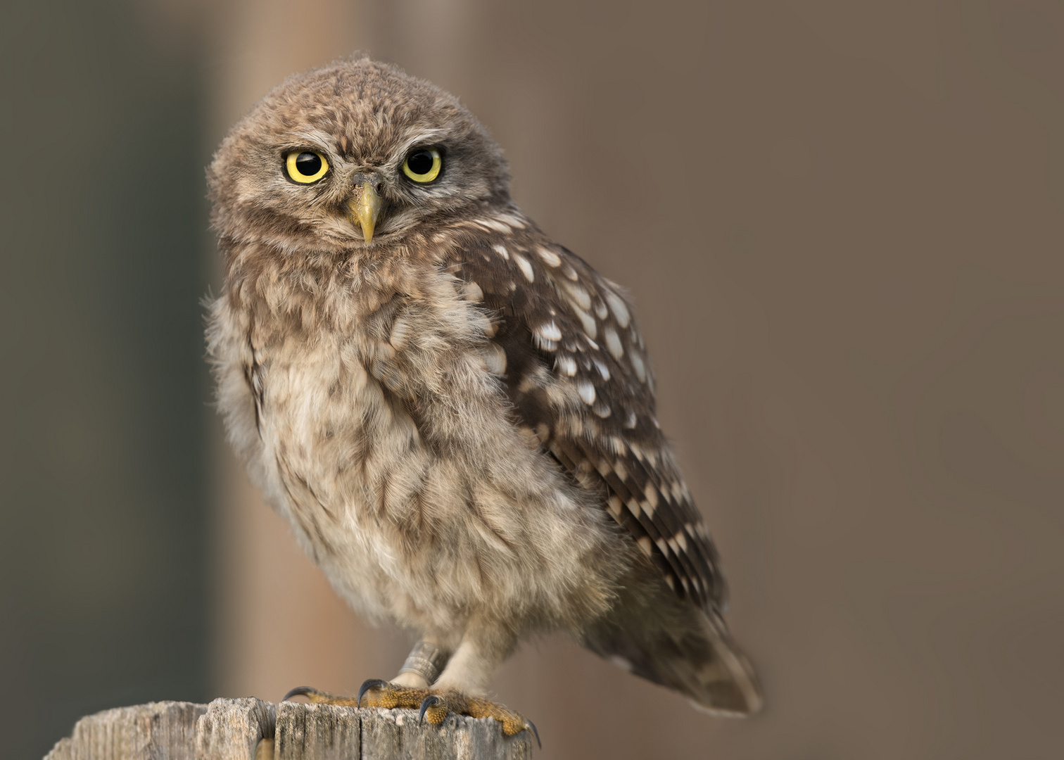 Steinkauz (Athene noctua)