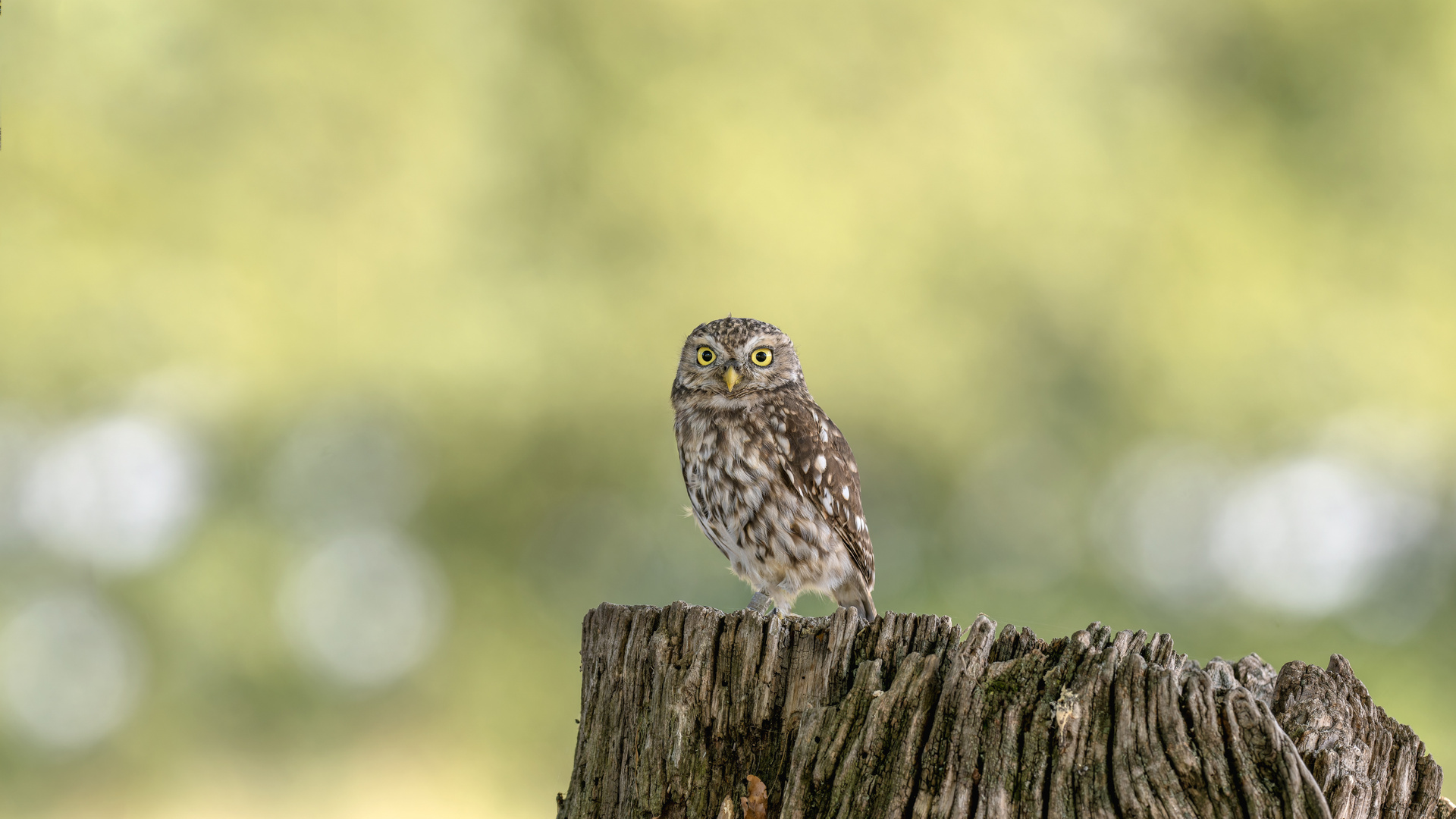 Steinkauz (Athene noctua)