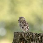 Steinkauz (Athene noctua)