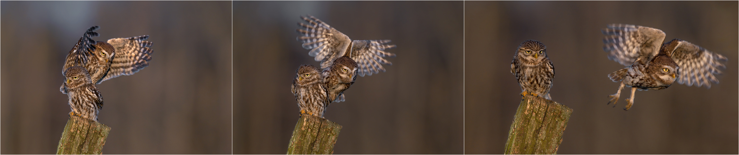 Steinkauz (Athene noctua)