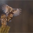 Steinkauz (Athene noctua)