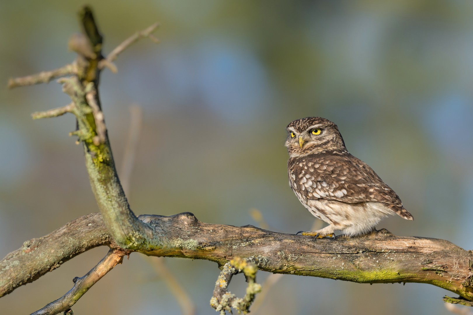 Steinkauz (Athene noctua)