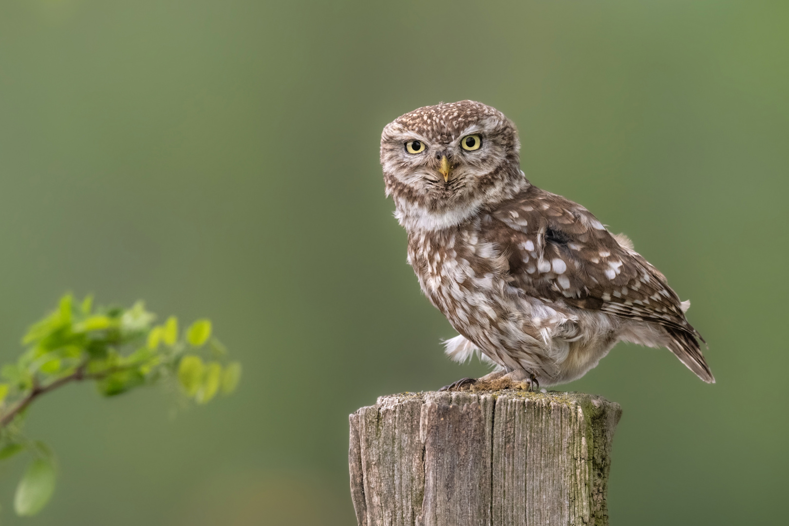 Steinkauz (Athene noctua)