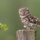 Steinkauz (Athene noctua)