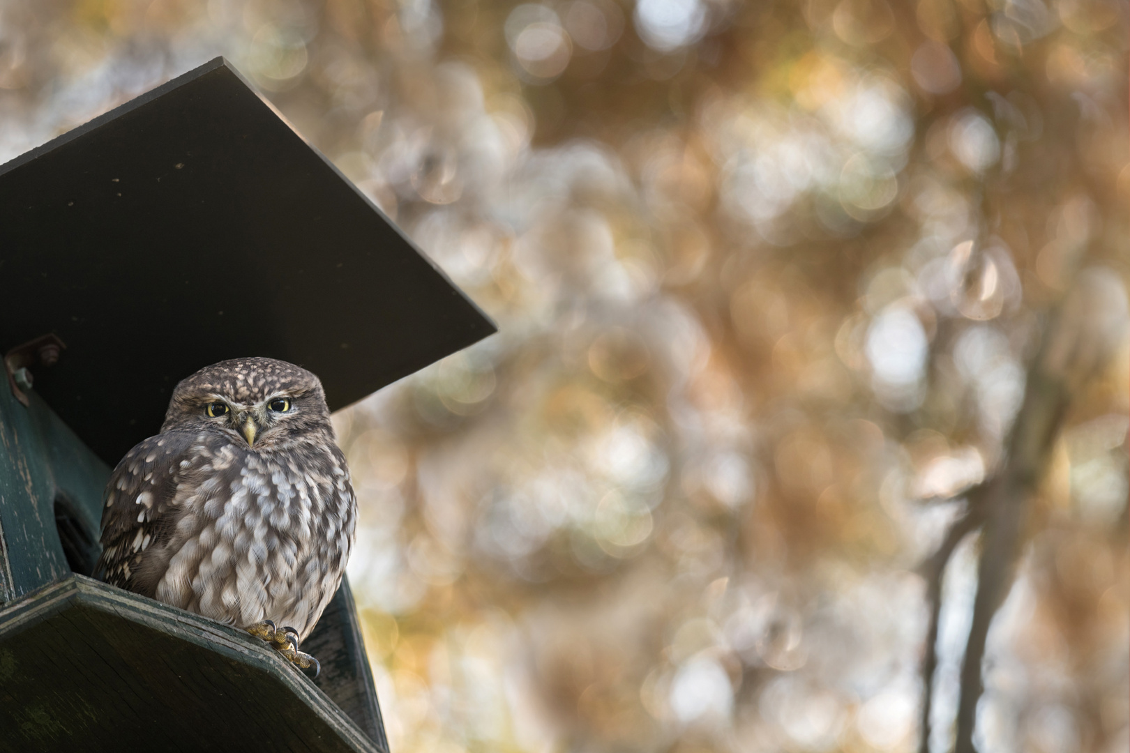 Steinkauz (Athene noctua)