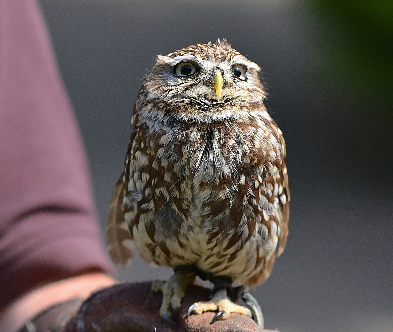 Steinkauz (Athene noctua)