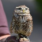 Steinkauz (Athene noctua)