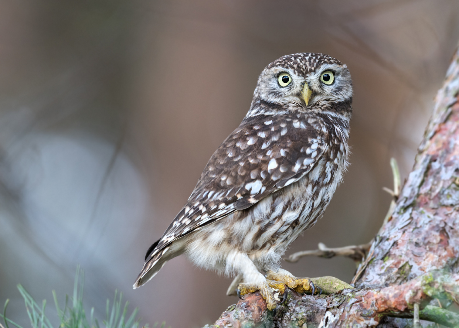 Steinkauz (Athene noctua)