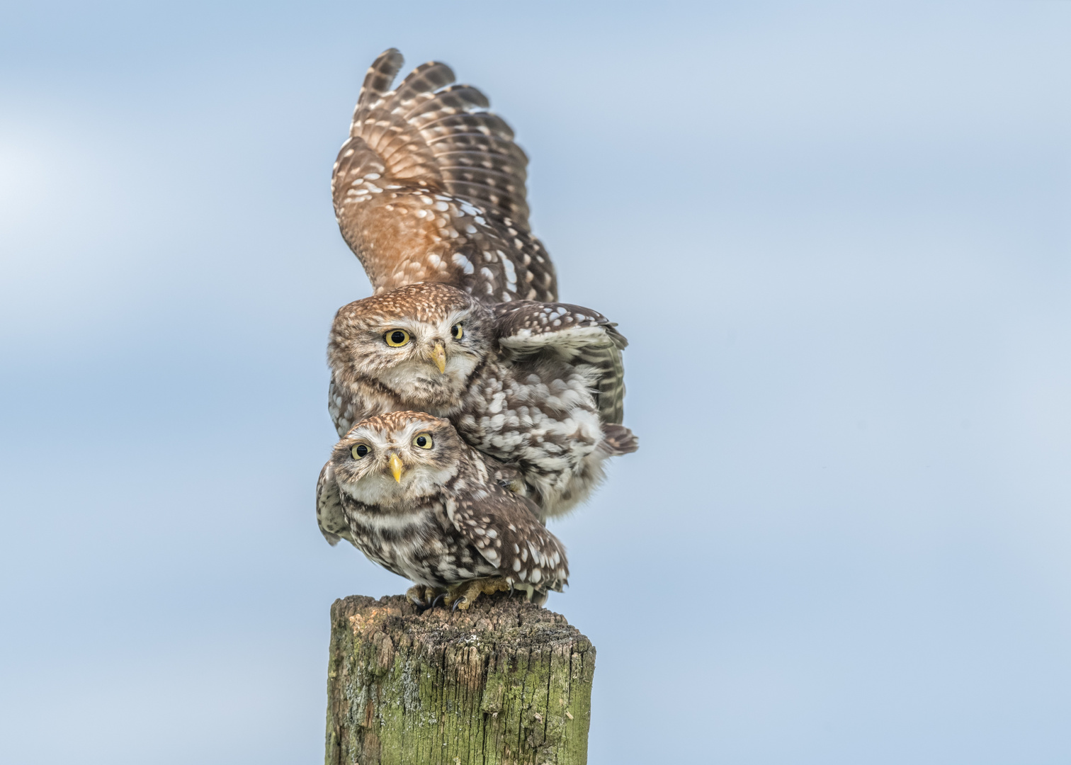 Steinkauz (Athene noctua)