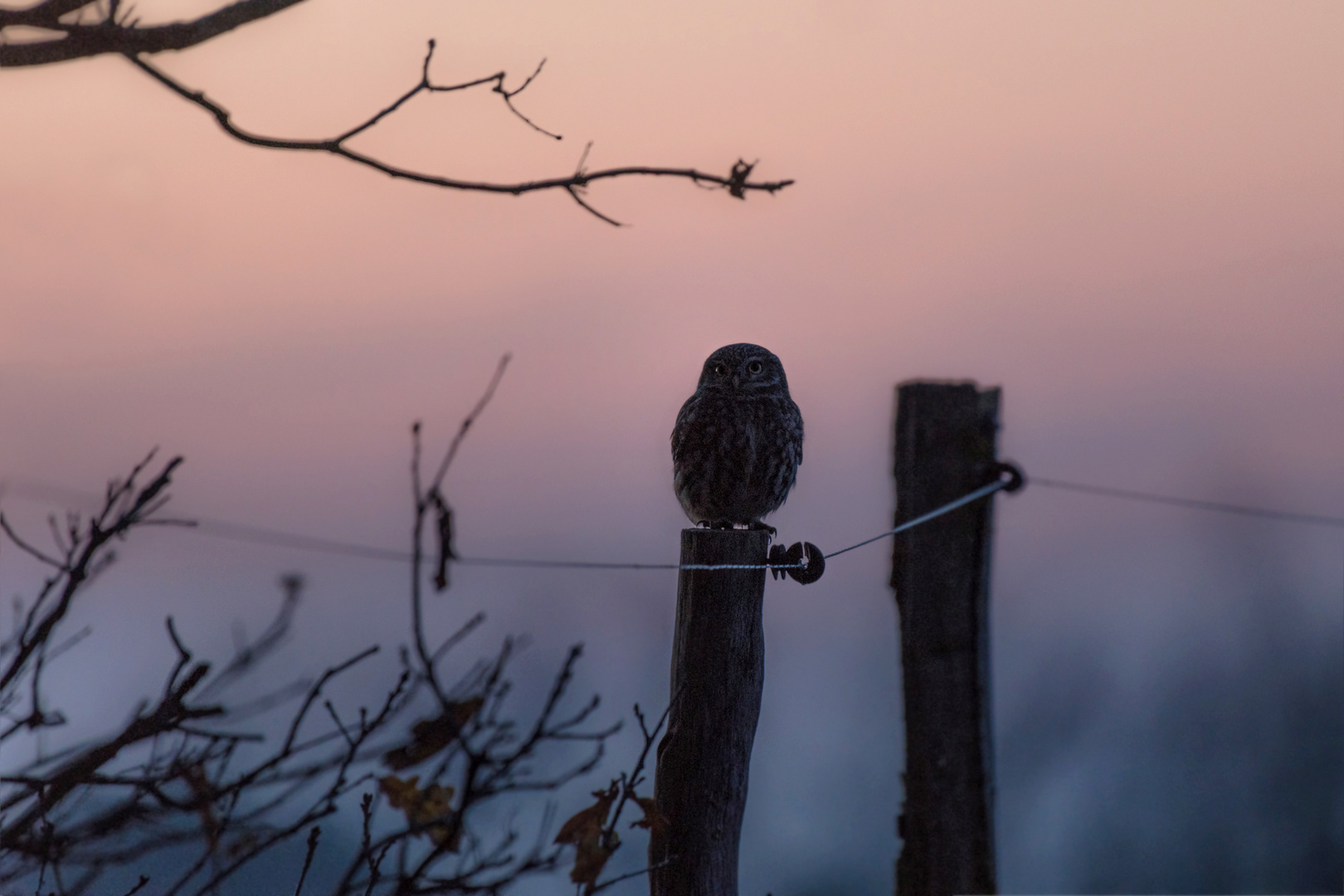 Steinkauz (Athene noctua)