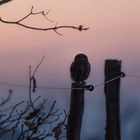 Steinkauz (Athene noctua)