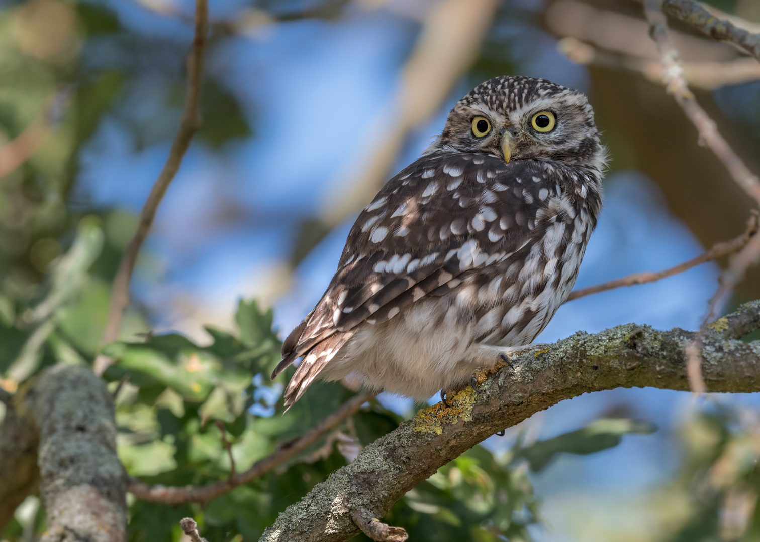 Steinkauz - Athene noctua 