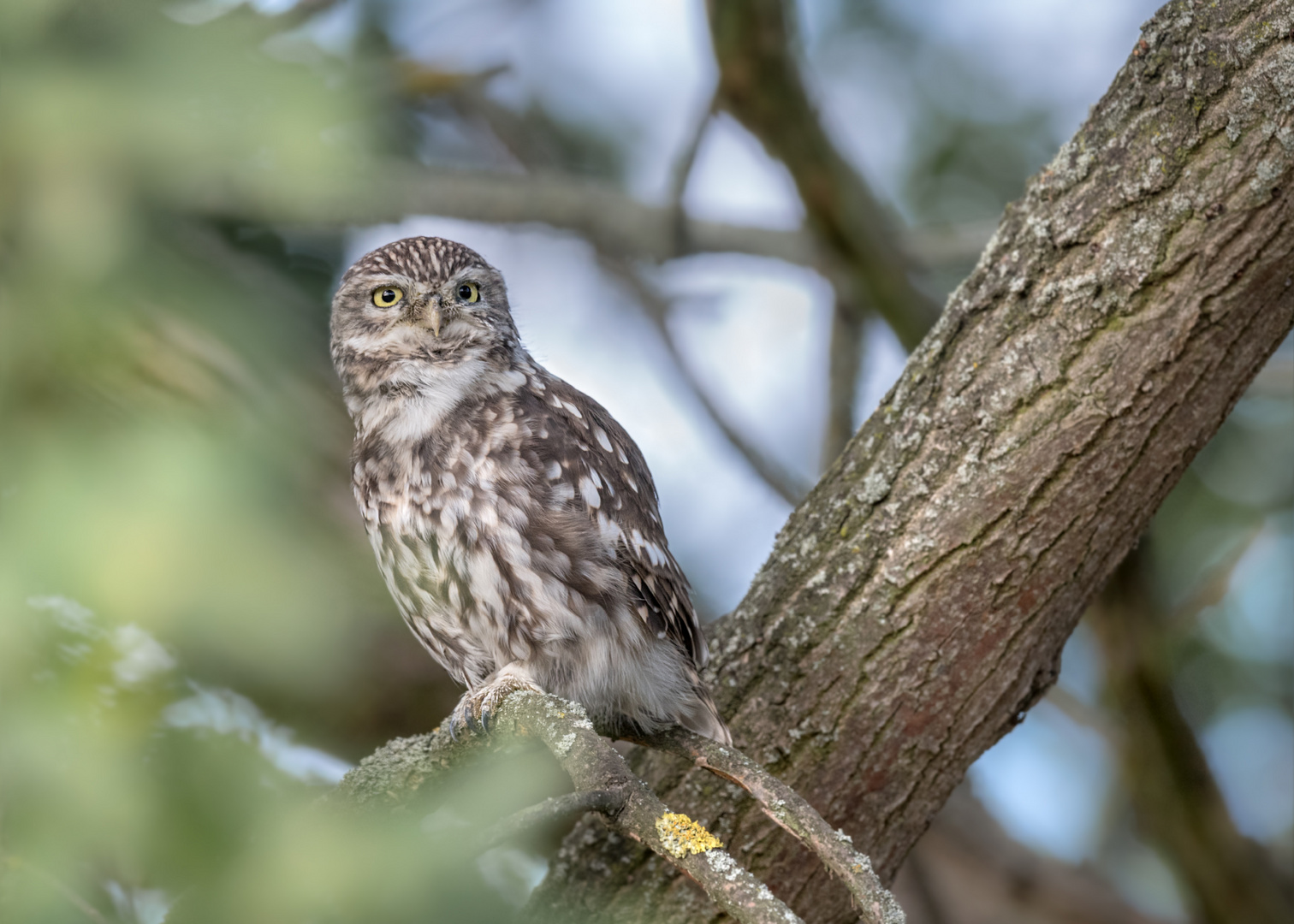 Steinkauz (Athene noctua)