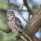 Steinkauz (Athene noctua)