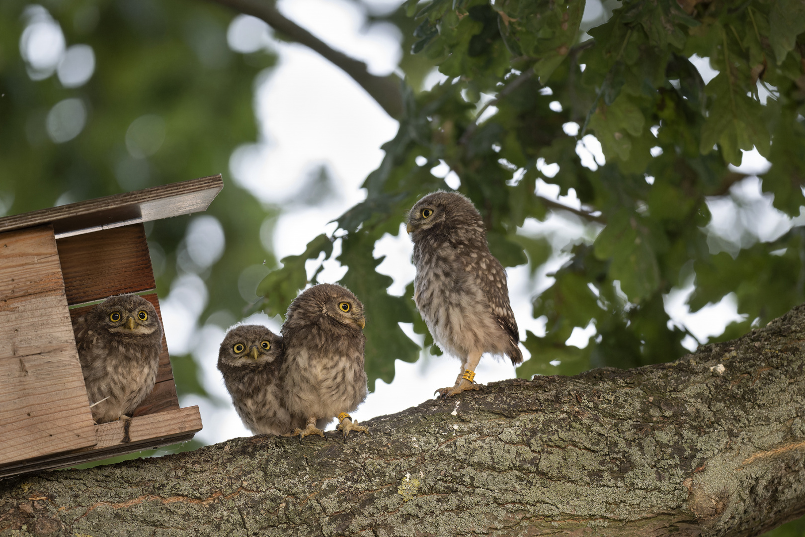 Steinkauz (Athene noctua) 