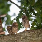 Steinkauz (Athene noctua) 