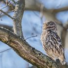 Steinkauz (Athene noctua)