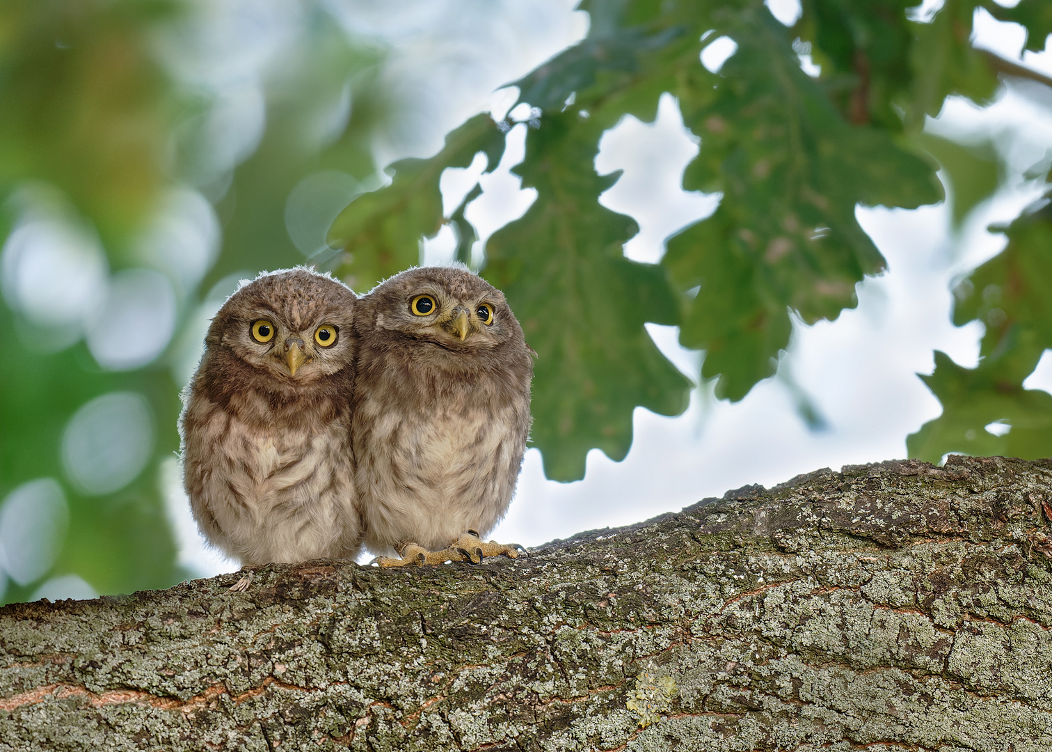 Steinkauz (Athene noctua)