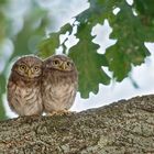 Steinkauz (Athene noctua)