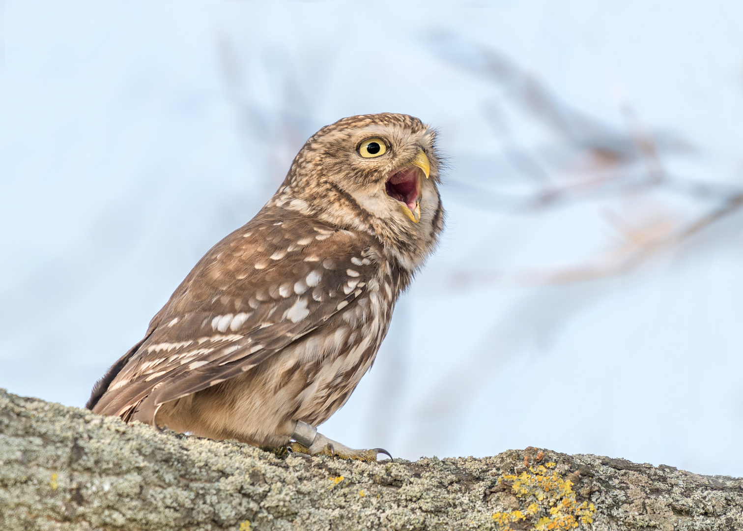 Steinkauz (Athene noctua)  