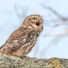 Steinkauz (Athene noctua)  