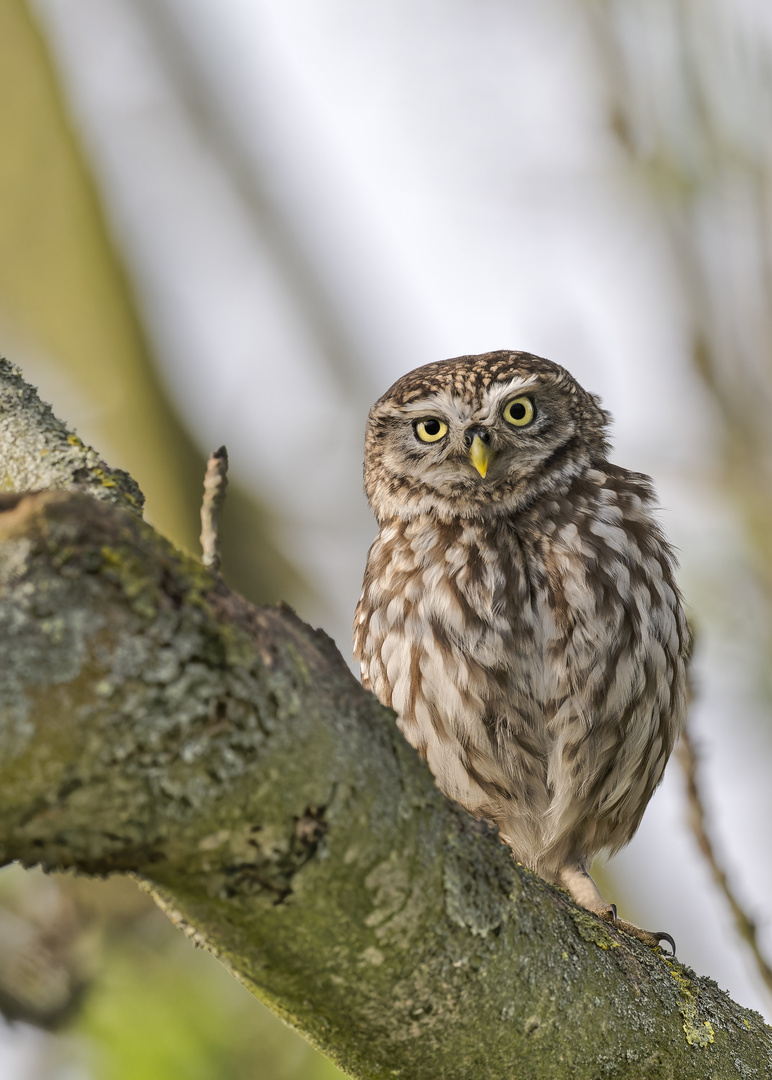 Steinkauz (Athene noctua)