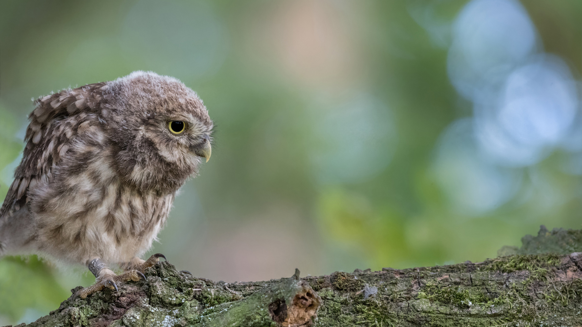 Steinkauz (Athene noctua)