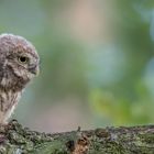 Steinkauz (Athene noctua)