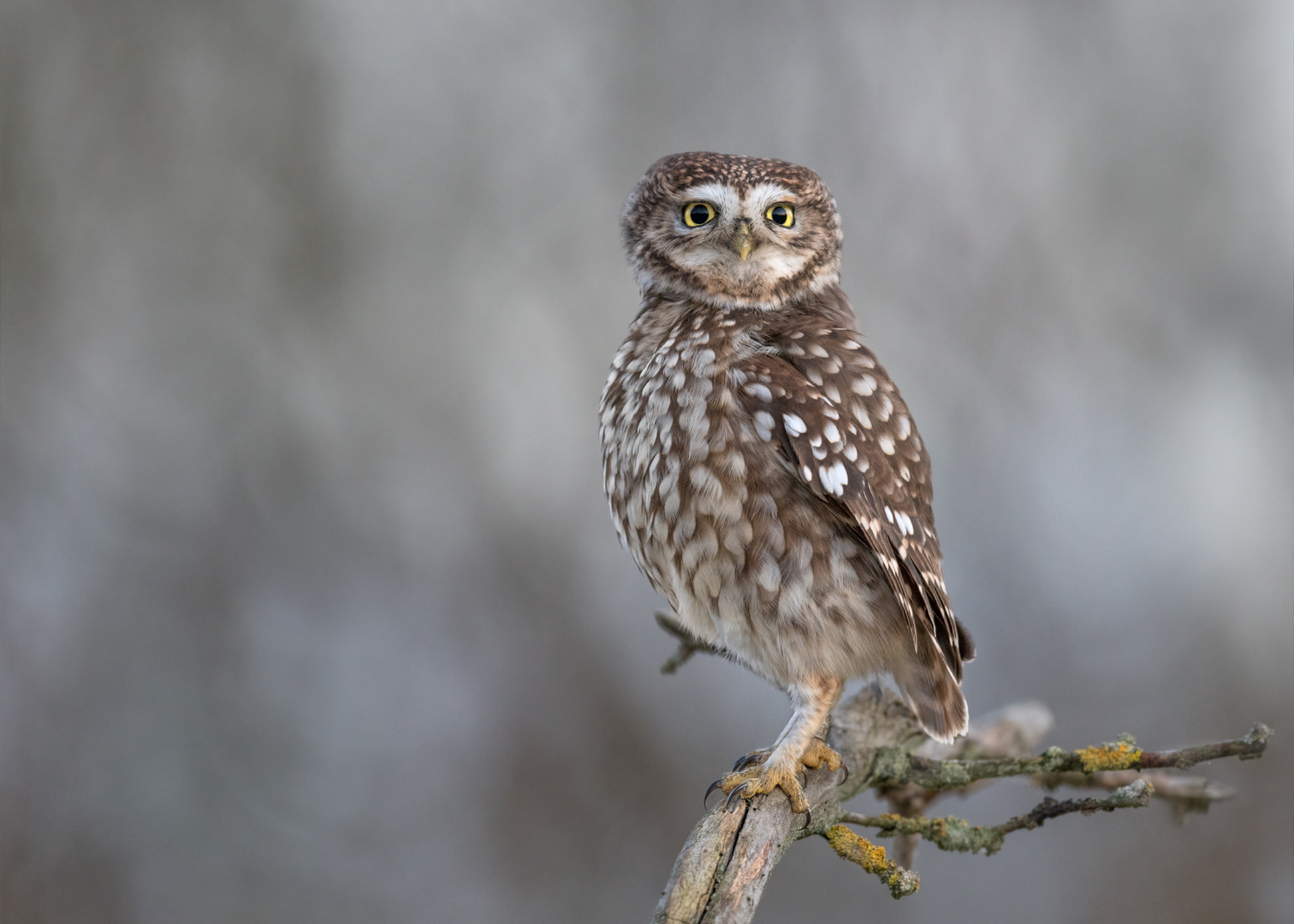 Steinkauz (Athene noctua)