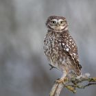 Steinkauz (Athene noctua)