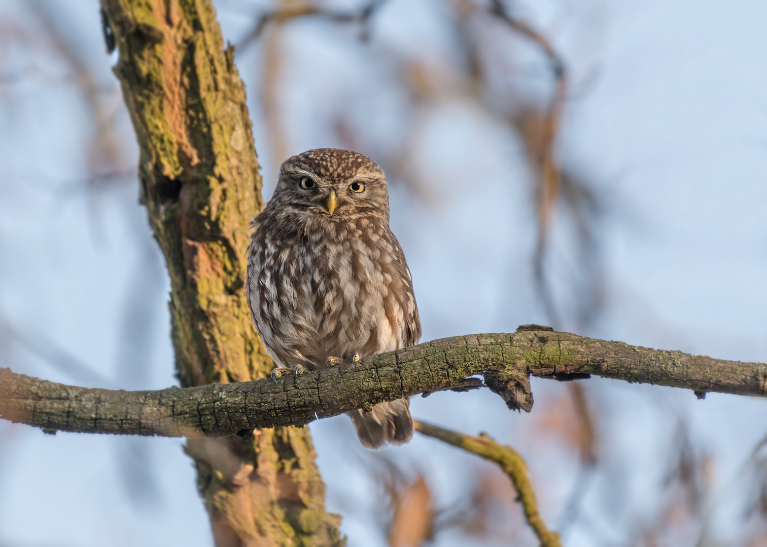 Steinkauz (Athene noctua)