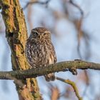 Steinkauz (Athene noctua)