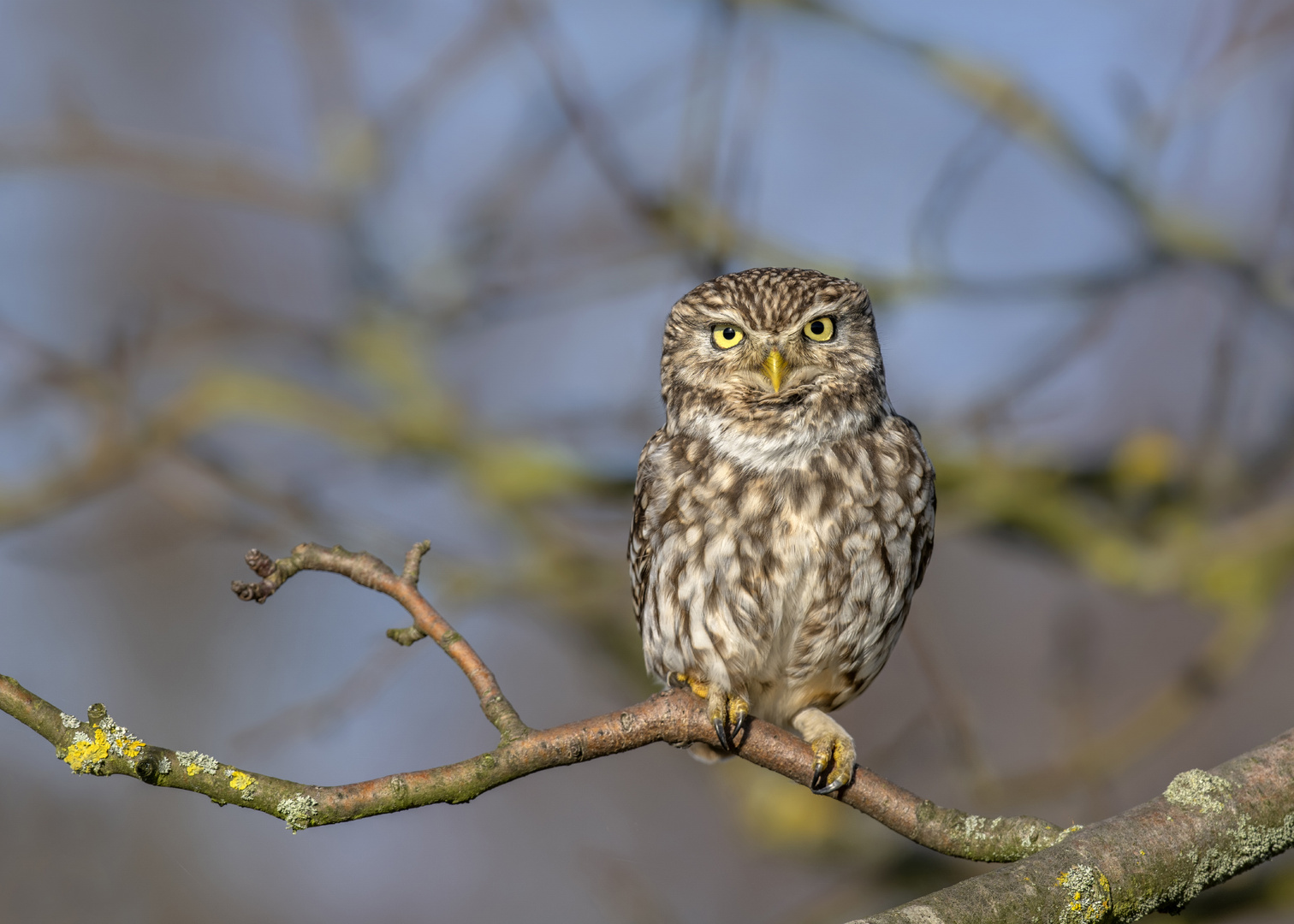 Steinkauz (Athene noctua) 