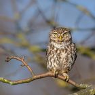 Steinkauz (Athene noctua) 