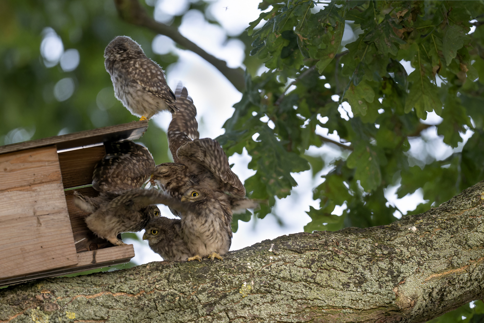 Steinkauz (Athene noctua) 