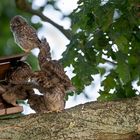 Steinkauz (Athene noctua) 