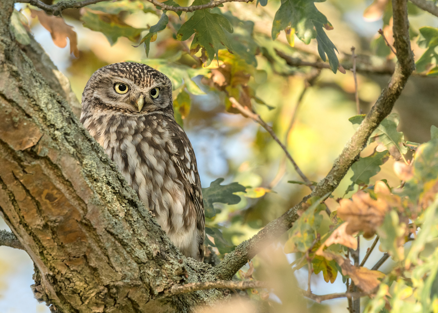 Steinkauz (Athene noctua)