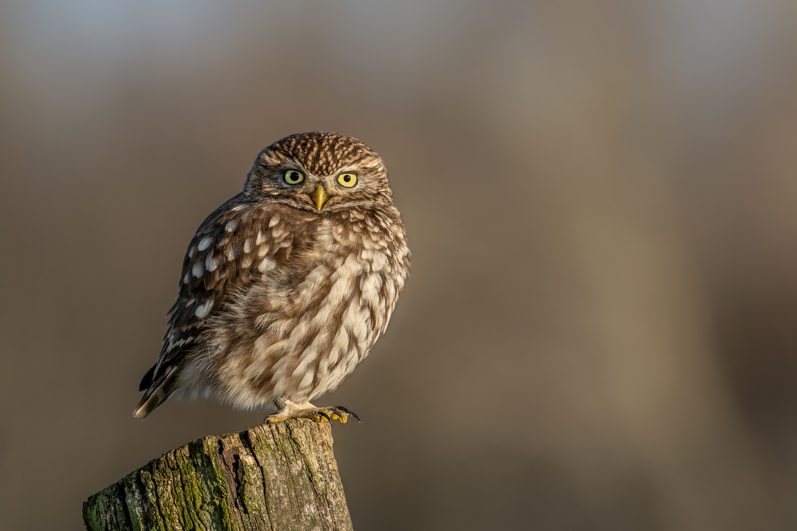 Steinkauz (Athene noctua)