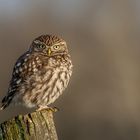 Steinkauz (Athene noctua)