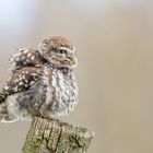 Steinkauz (Athene noctua)