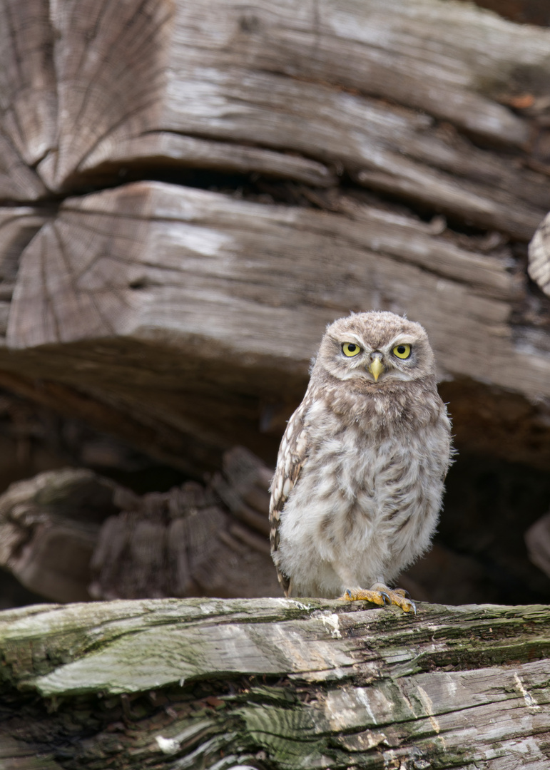 Steinkauz (Athene noctua)