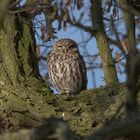 Steinkauz (Athene noctua) 