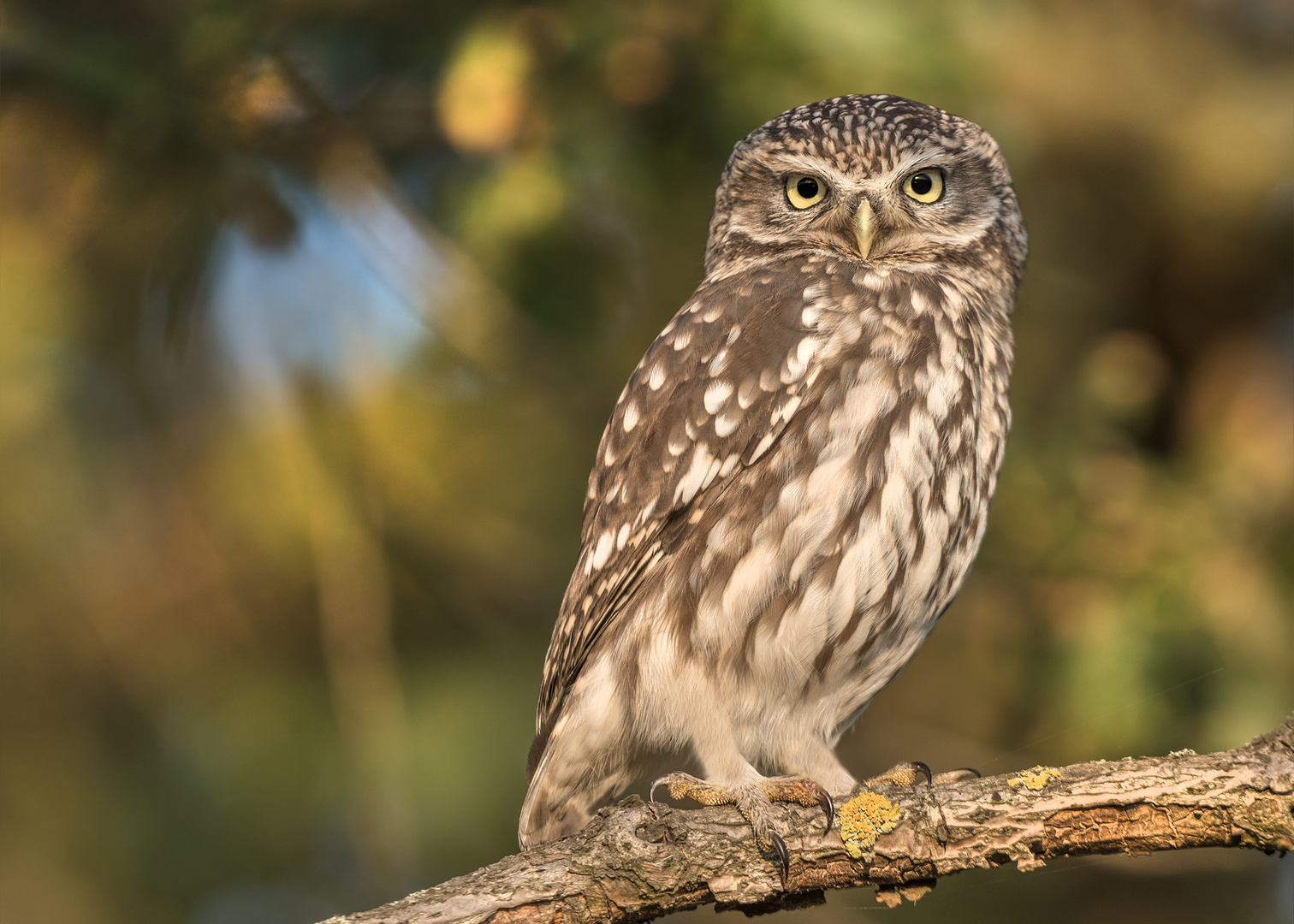 Steinkauz (Athene noctua)